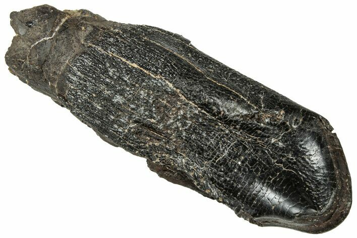 Fossil Camarasaurus Tooth - Wyoming #315056